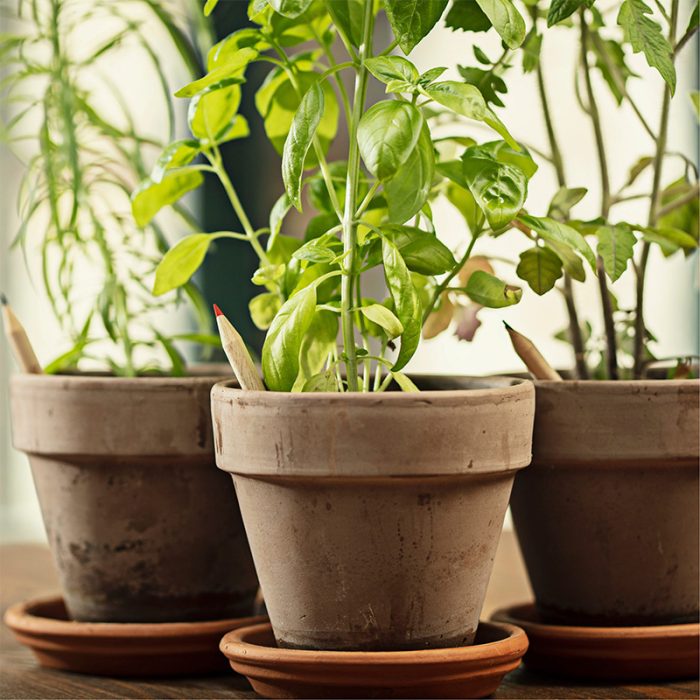 Crayon à planter – Image 3